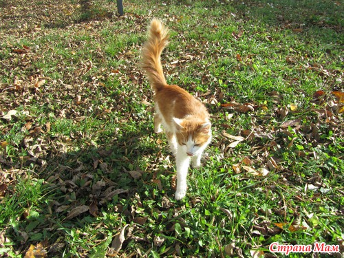 . ���� ���������.