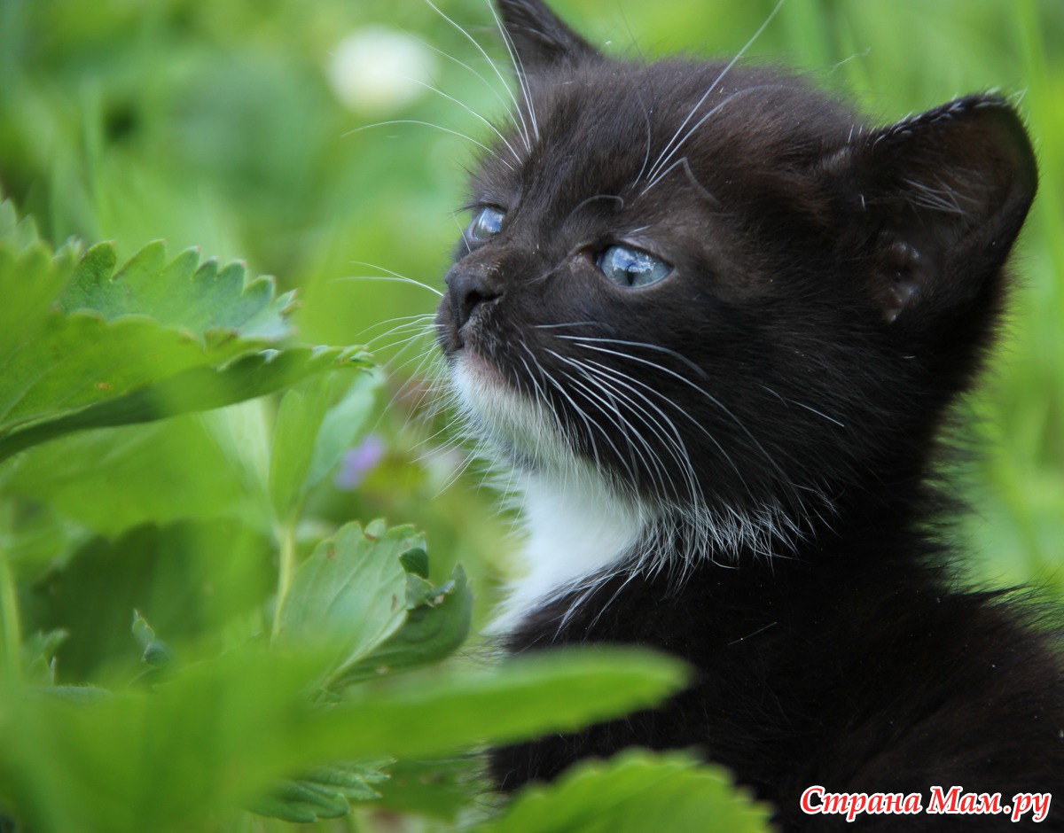 Котята - Фотографы - Любители - Страна Мам