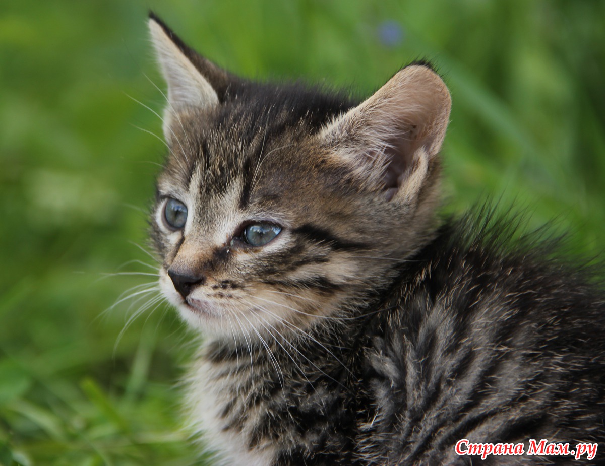 Котята - Фотографы - Любители - Страна Мам