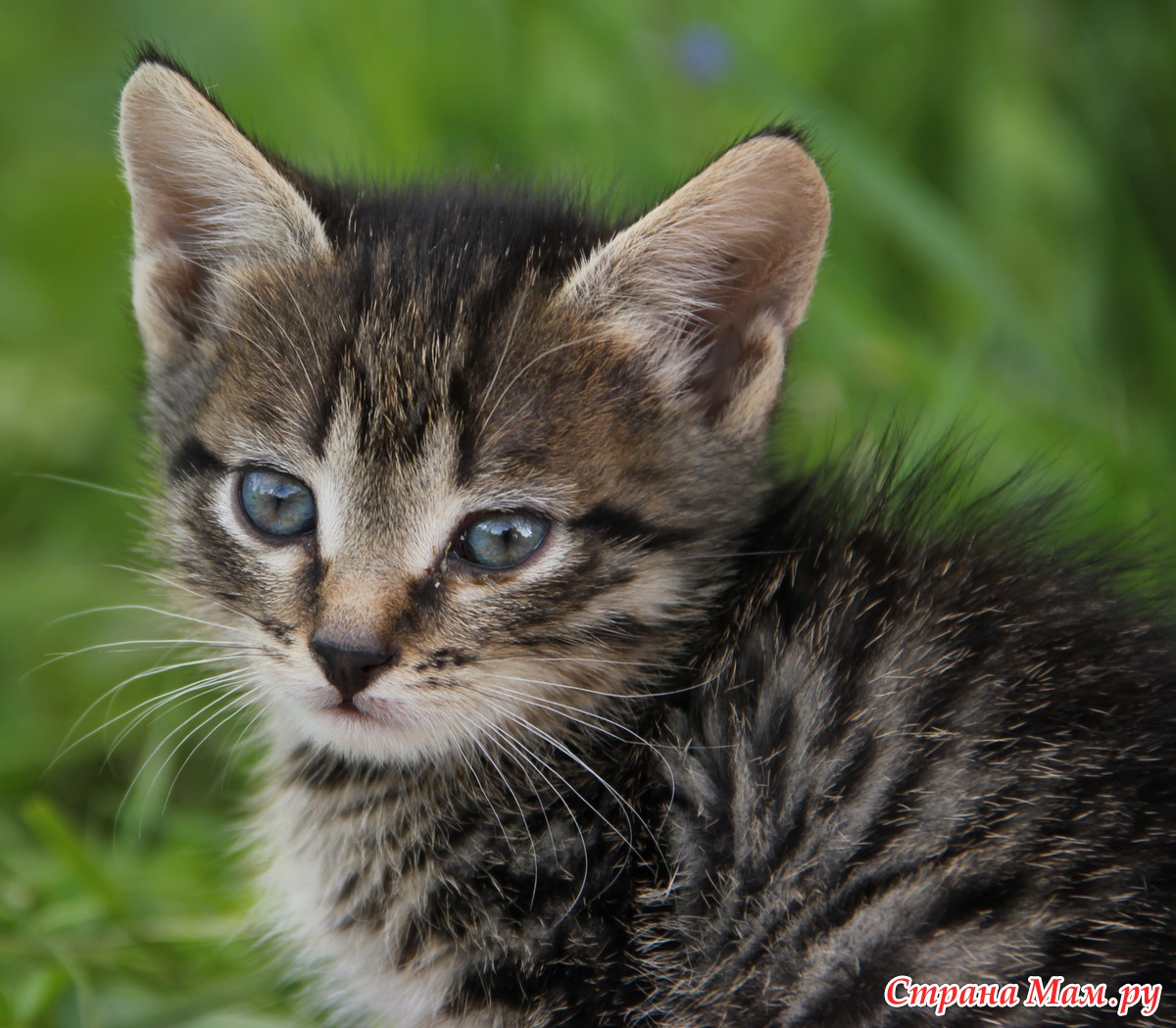 Котята - Фотографы - Любители - Страна Мам