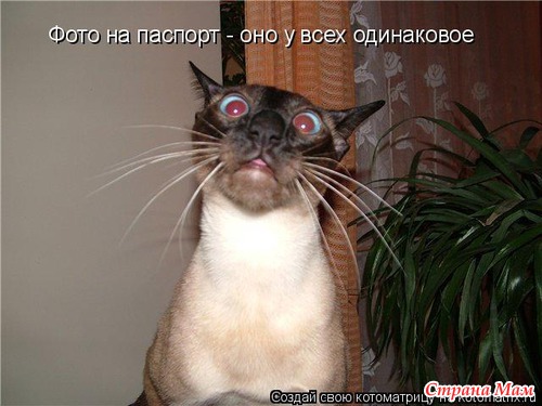 Кошки и коты)))