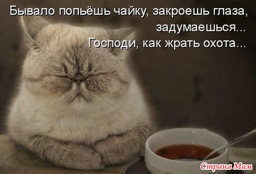 Кошки и коты)))