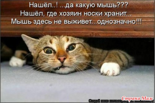 Кошки и коты)))