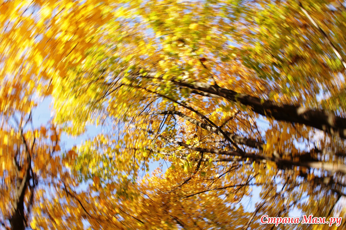 Слушая гул осеннего ветра у сестры. Листья кружатся. Осенний ветер. Осень ветер. Кружение листвы.