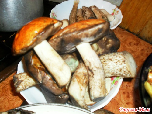 Поход за грибами