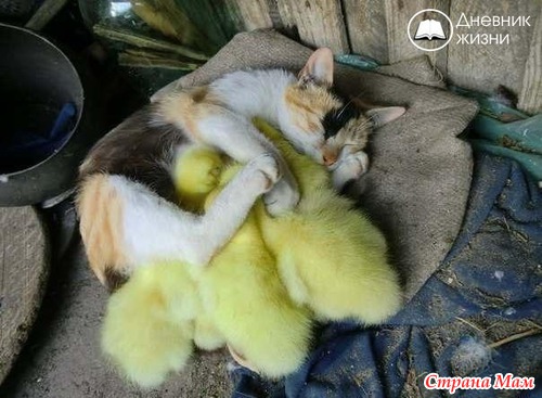 Чужих детей не бывает.