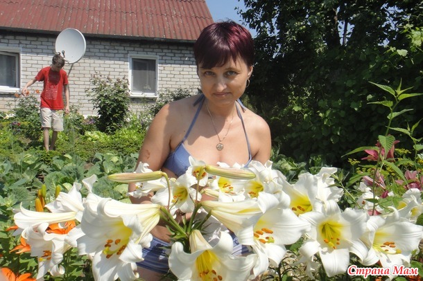 Лилии
