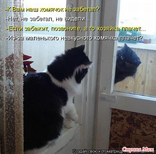 Цитаты+котоматрица 7