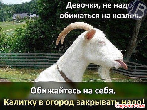 Цитаты+котоматрица 7