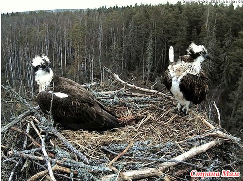 Гнездо онлайн Скопа рыболов ))) семейный разборки