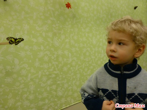 ТД Бабочки