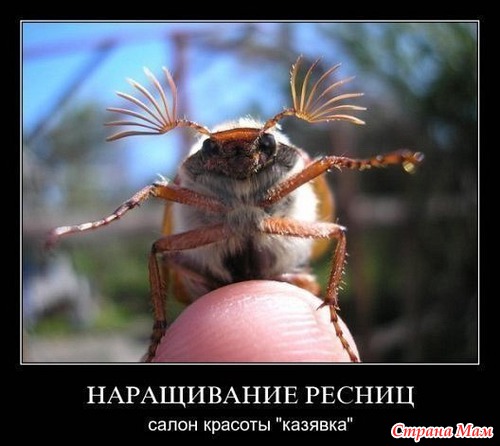 Цитаты и фото приколы. Просто поржать 2