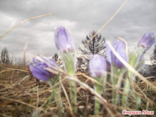 Когда цветет маральник. Воскресный фотоотчет