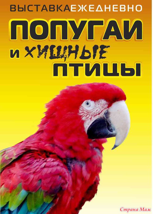 Гастроли крупнейших зоовыставок "Парад обезьян" и "Попугаи и хищные птицы" в Воронеже, сити-парк Град 31 июля-15 сентября