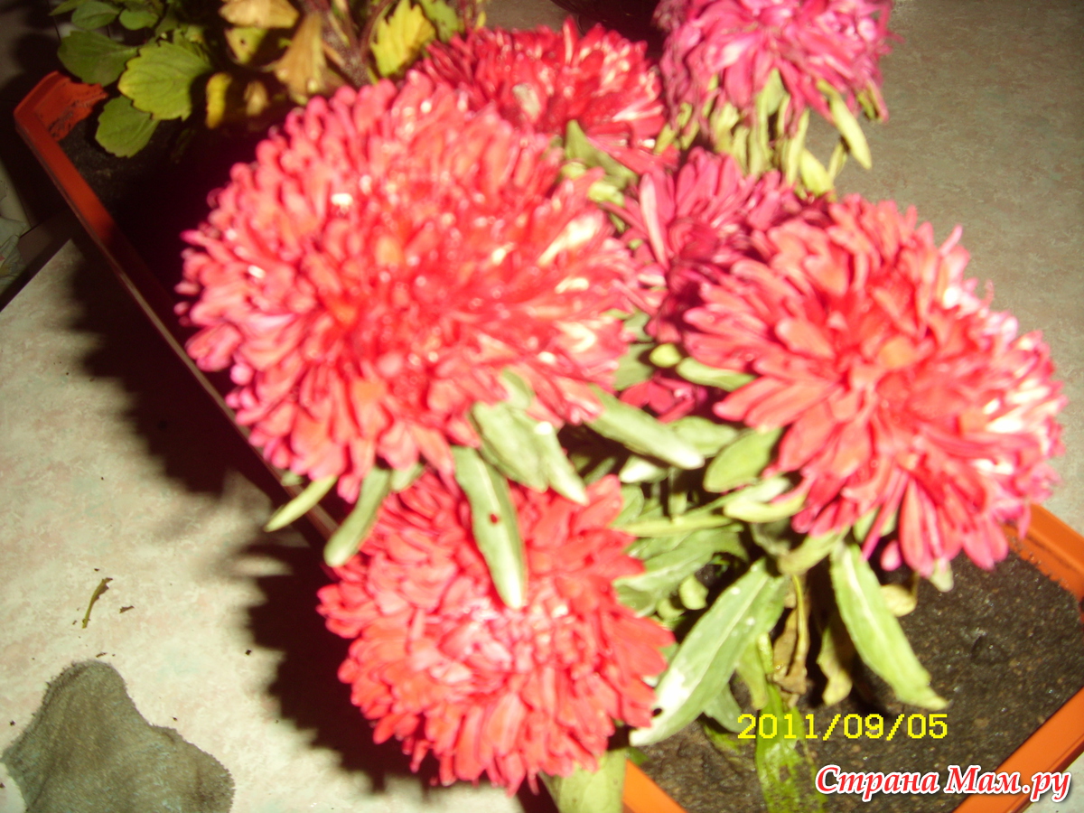 Хризантема гномик фото и описание