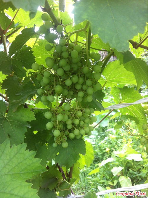 Мой урожай 2013