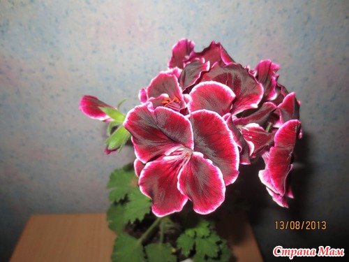 Мои цветульки-красотульки!