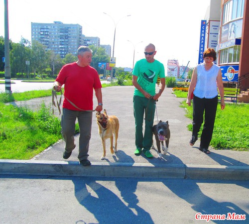 Как нашу собаку перевоспитывали