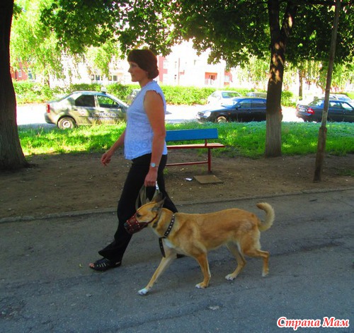 Как нашу собаку перевоспитывали