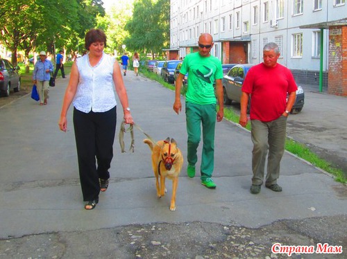 Как нашу собаку перевоспитывали