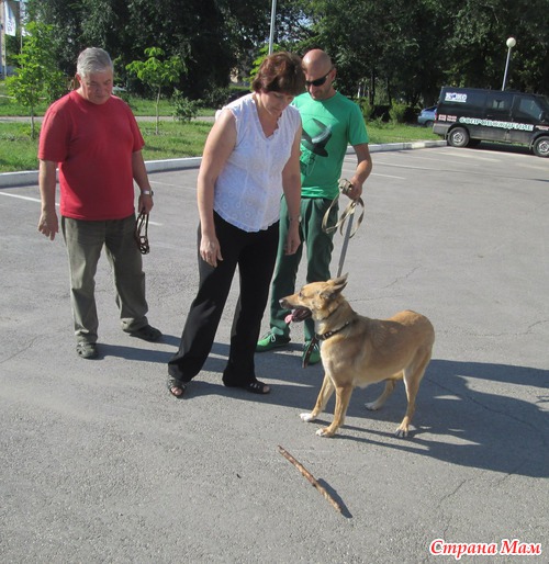 Как нашу собаку перевоспитывали