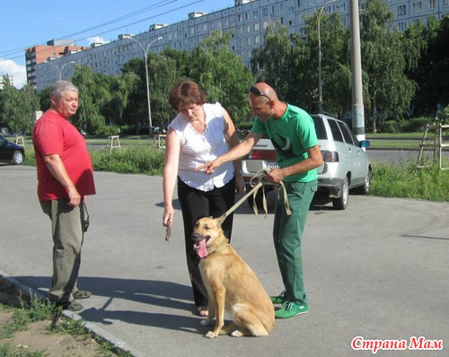 Как нашу собаку перевоспитывали