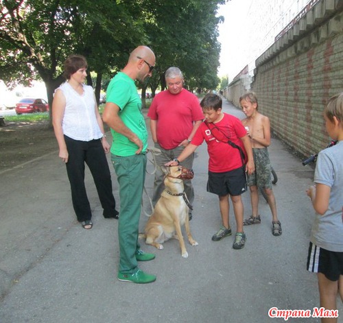 Как нашу собаку перевоспитывали