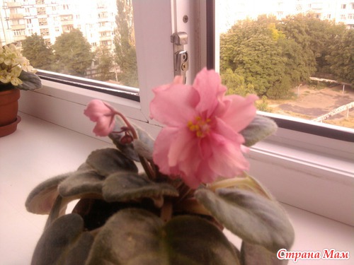Мои впервые цветущие фиалочки!!!