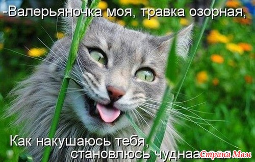 Воскресный юмор