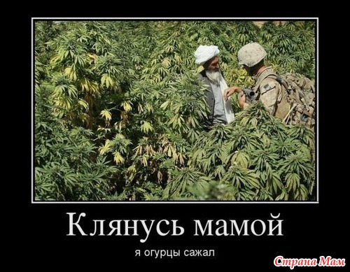 Воскресный юмор