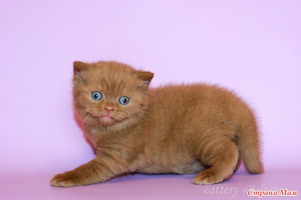 Котенок оттенка корицы... Хотя я бы сказала "цвета коньяка" (многокотофото)