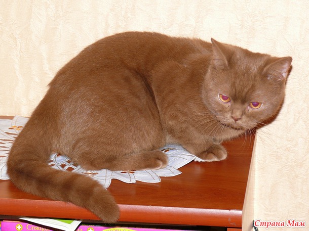 Котенок оттенка корицы... Хотя я бы сказала "цвета коньяка" (многокотофото)