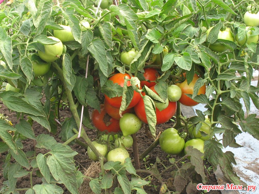 Сорт помидоров бобкат с фото
