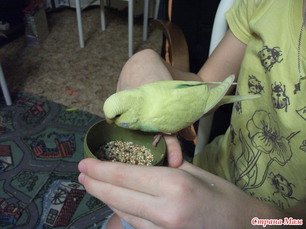 Яша
