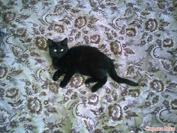 Кофейный котенок