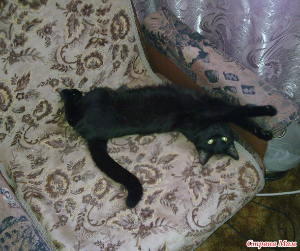 Кофейный котенок