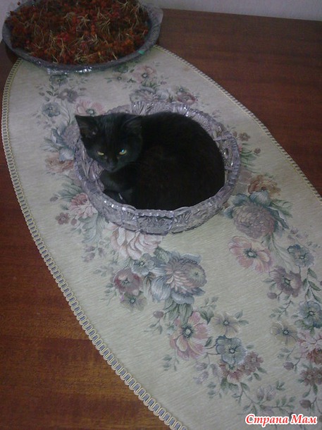Кофейный котенок