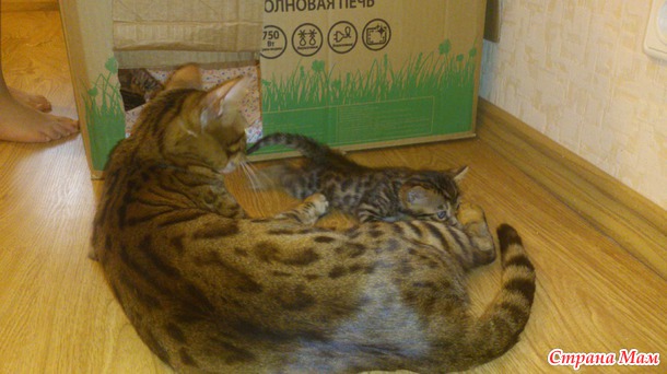 Мои леопардовые котята