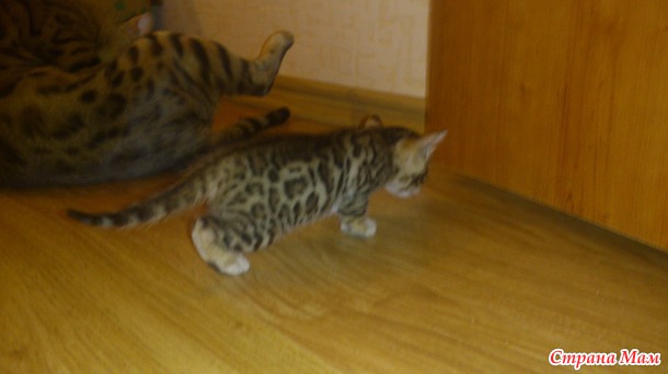 Мои леопардовые котята