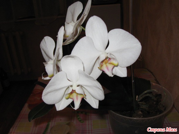 Фаленопсис