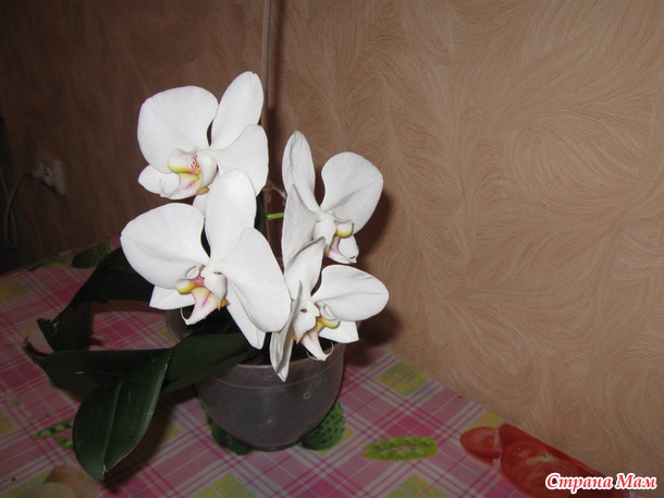 Фаленопсис
