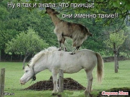 Цитаты и фото приколы. Просто поржать