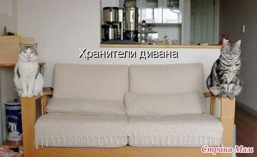 Цитаты и фото приколы. Просто поржать