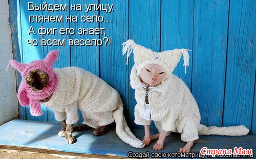 Цитаты и фото приколы. Просто поржать