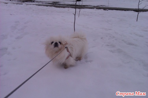 Зимний день из жизни Пуськи