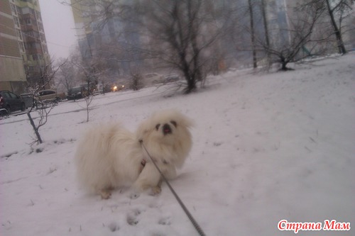 Зимний день из жизни Пуськи