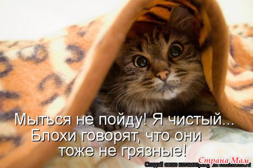 Цитаты+котоматрица 6