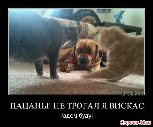 Цитаты+котоматрица 6