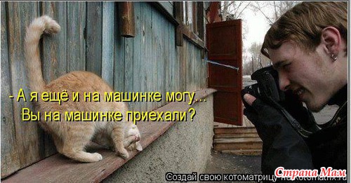 Цитаты+котоматрица 6