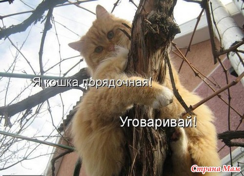 Цитаты+котоматрица 6